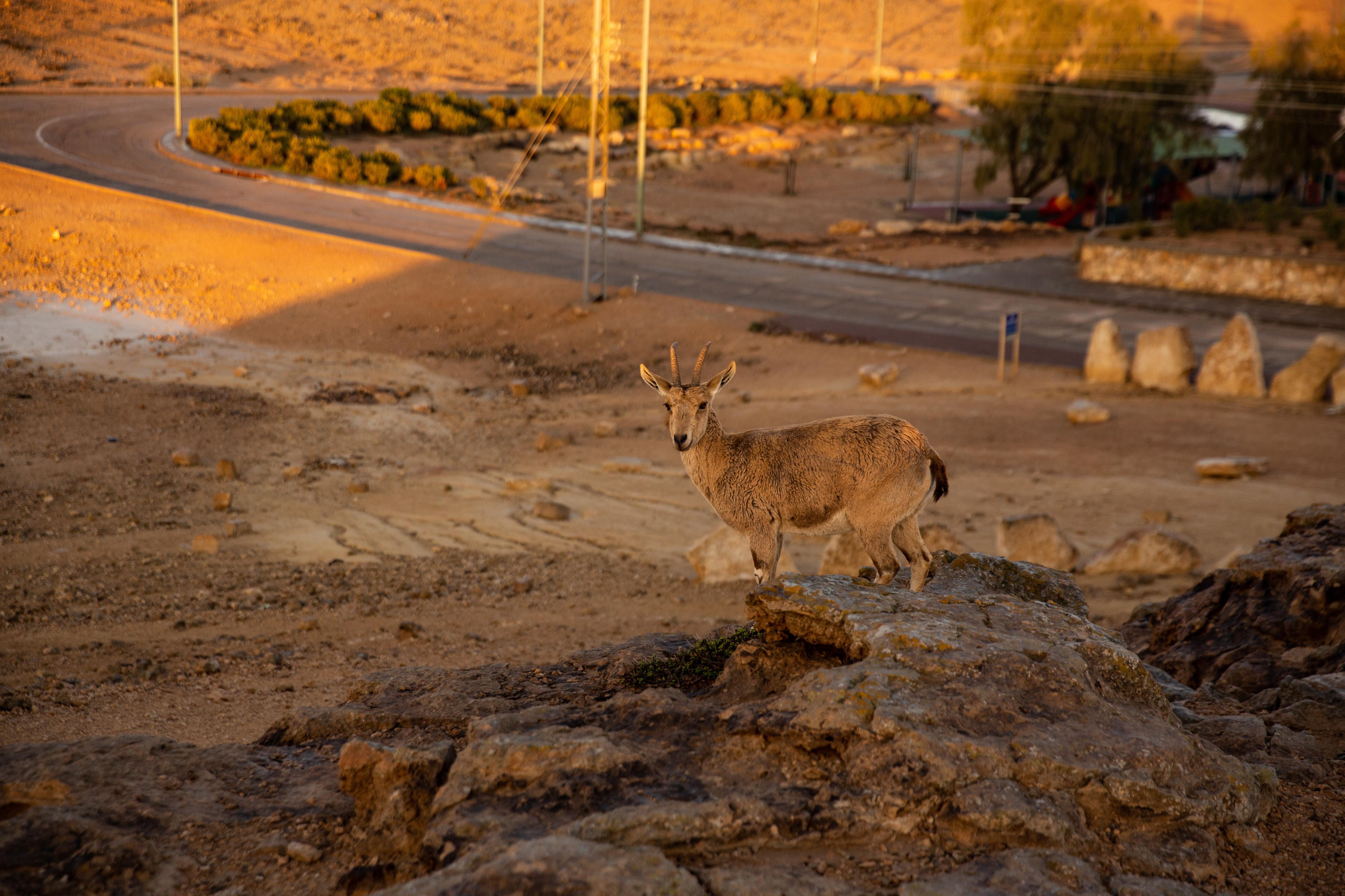 Ramon Suites By Smart Hotels Mitzpe Ramon Exterior photo